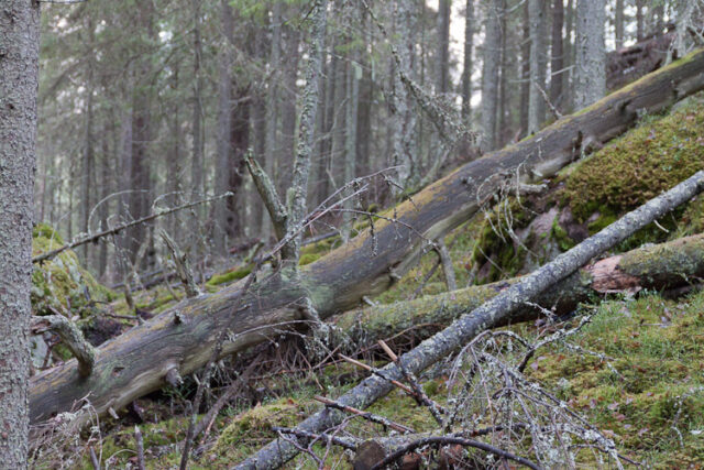 Johtajavaellus 2011_07