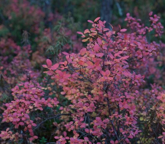 Välke2014_03