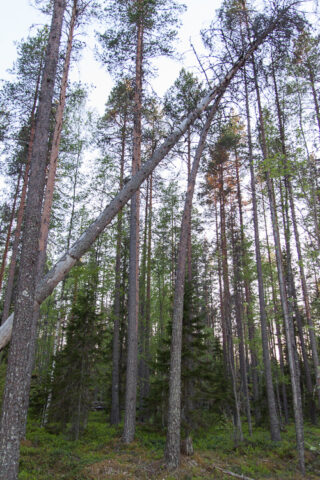 SusiSalamajärvi_05