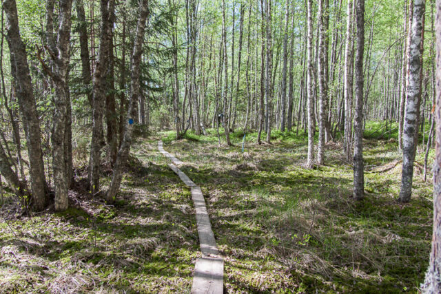 SusiSalamajärvi_28