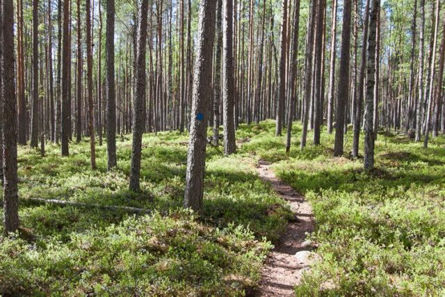 SusiSalamajärvi_42