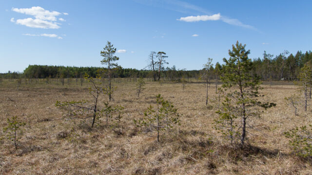 SusiSalamajärvi_47