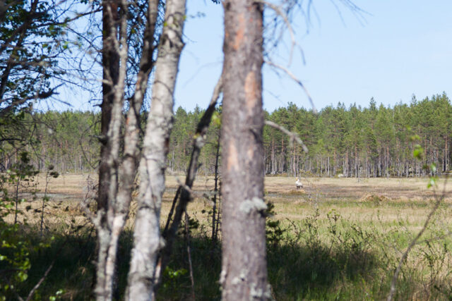 SusiSalamajärvi_49