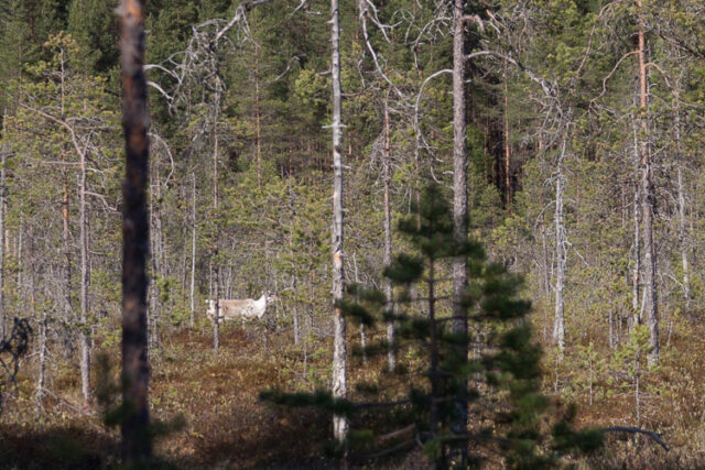 SusiSalamajärvi_58