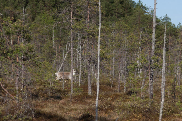 SusiSalamajärvi_59