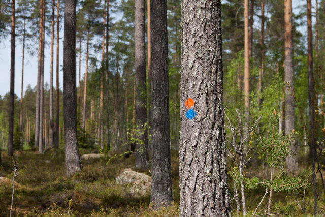SusiSalamajärvi_83