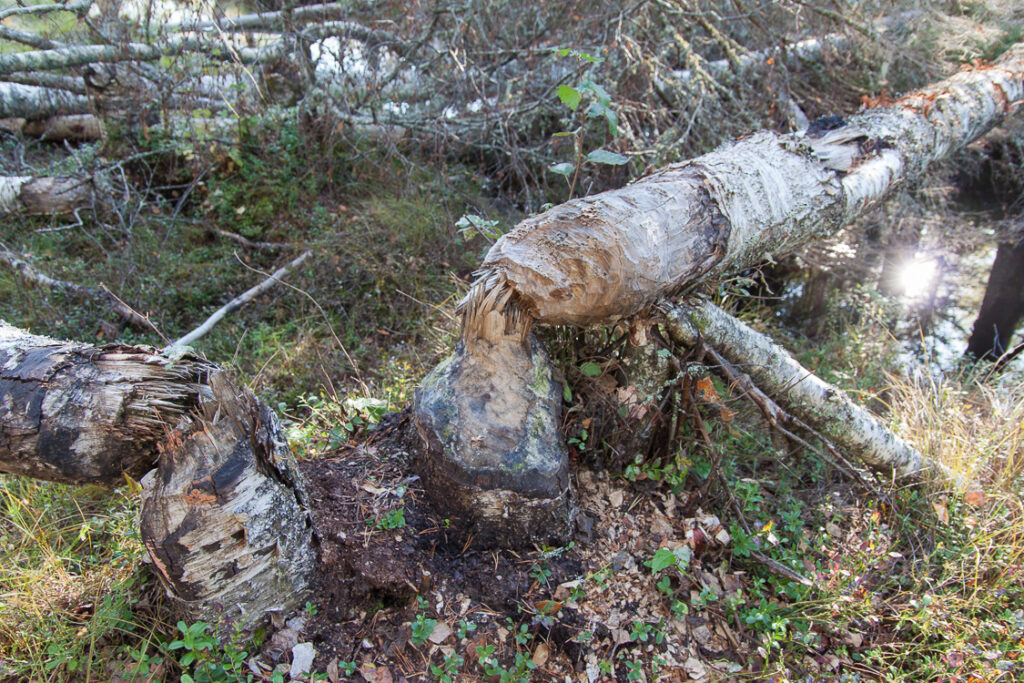 Seikkailijoiden syysretki 2019_008