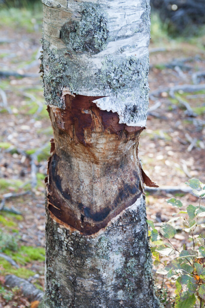 Seikkailijoiden syysretki 2019_009